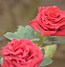Image result for rosa