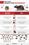 Image result for What Is the Difference Between Rats and Mice