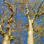 Image result for Corkscrew Willow Tree Images