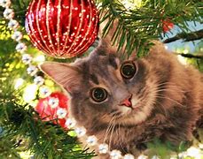 Image result for Cat On Christmas Tree