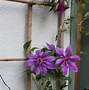 Image result for clematis vines