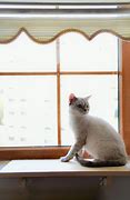 Image result for Window Cat Perch No Screws