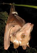 Image result for African Buttikofer Epaulatted Fruit Bat