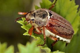 Image result for Define Beetle
