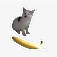 Image result for Cat Hates Banana Meme