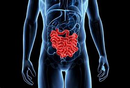 Image result for Food in Small Intestine