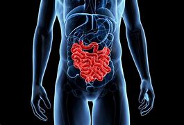 Image result for How Long Is Your Small Intestine