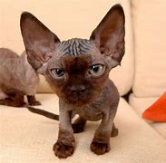 Image result for Ugly Funny Vcat