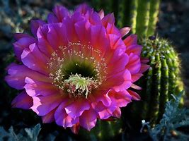 Image result for Cactus with Pinm Flower