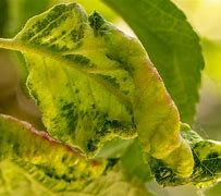 Image result for Apple Tree Leaves