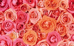 Image result for Rose Gold Pink iPhone