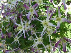 Image result for Flowering Vines Zone 4