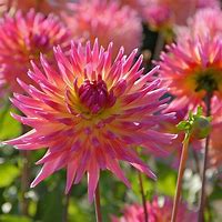 Image result for Dahlia Sangria