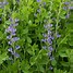 Image result for Baptisia australis var. minor