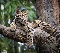 Image result for Clouded Leopard Facts
