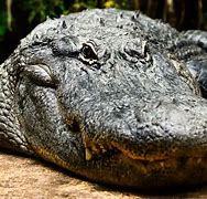 Image result for Black Alligator