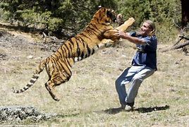 Image result for Real Tiger Attacks