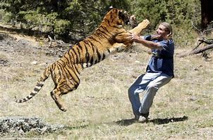 Image result for Angry Tiger Attack