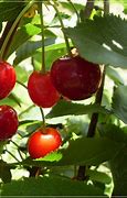 Image result for Prunus cerasus Kelleris