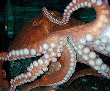 Image result for Female Giant Pacific Octopus