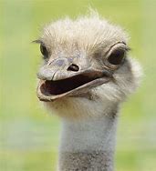 Image result for Smiling Emu