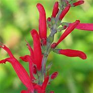 Image result for Salvia elegans Scarlet Pineapple