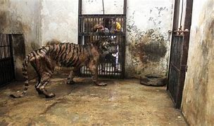 Image result for Death Zoo