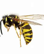 Image result for Bees Wasps Hornets Yellow Jackets