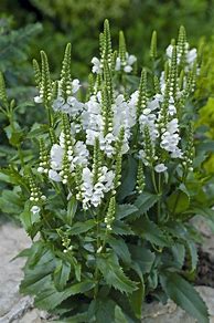 Image result for Tall Green Plant with White Flowers