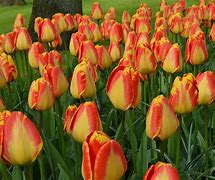 Image result for Tulip Banja