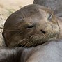 Image result for Cute Giant Otter