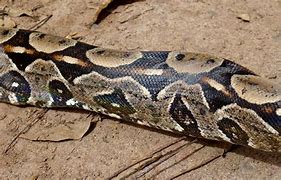 Image result for Biggest Boa Constrictor in the World