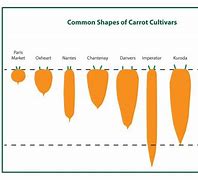 Image result for Carrot Shape