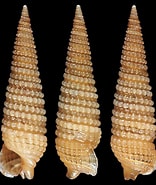 Afbeeldingsresultaten voor "cheirodonta Pallescens". Grootte: 156 x 185. Bron: www.idscaro.net
