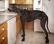 Image result for Tallest Dog Ever Seen