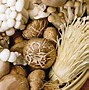 Image result for Grow Your Own Mushrooms