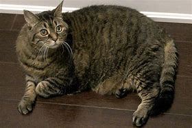 Image result for Cute Chonky Cat