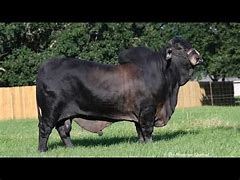 Image result for Homozygous Polled Brahman Genetics