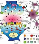 Image result for How Memory Formation Works