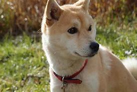 Image result for Shiba Inu Shedding