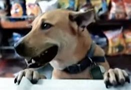 Image result for iPhone Commerical Dog