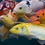 Image result for A Fishy Wallpaper