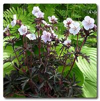 Image result for GERANIUM phaeum Stillingfleet Ghost