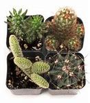 Image result for Cacti Types