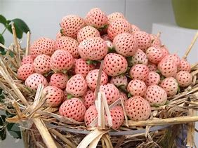 Image result for Fragaria Pineberry