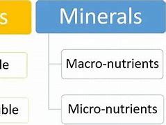 Image result for What Is the Difference Between a Vitamin and a Mineral