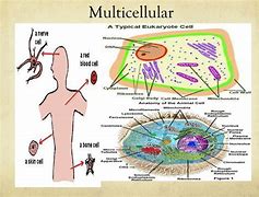 Image result for Diagram of Multicellular