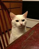 Image result for Angry Cat Reaction Meme
