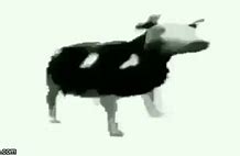 Image result for Dancing Polish Cow Meme