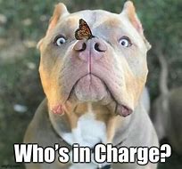 Image result for If You Ever Wonder Who Is in Charge Meme